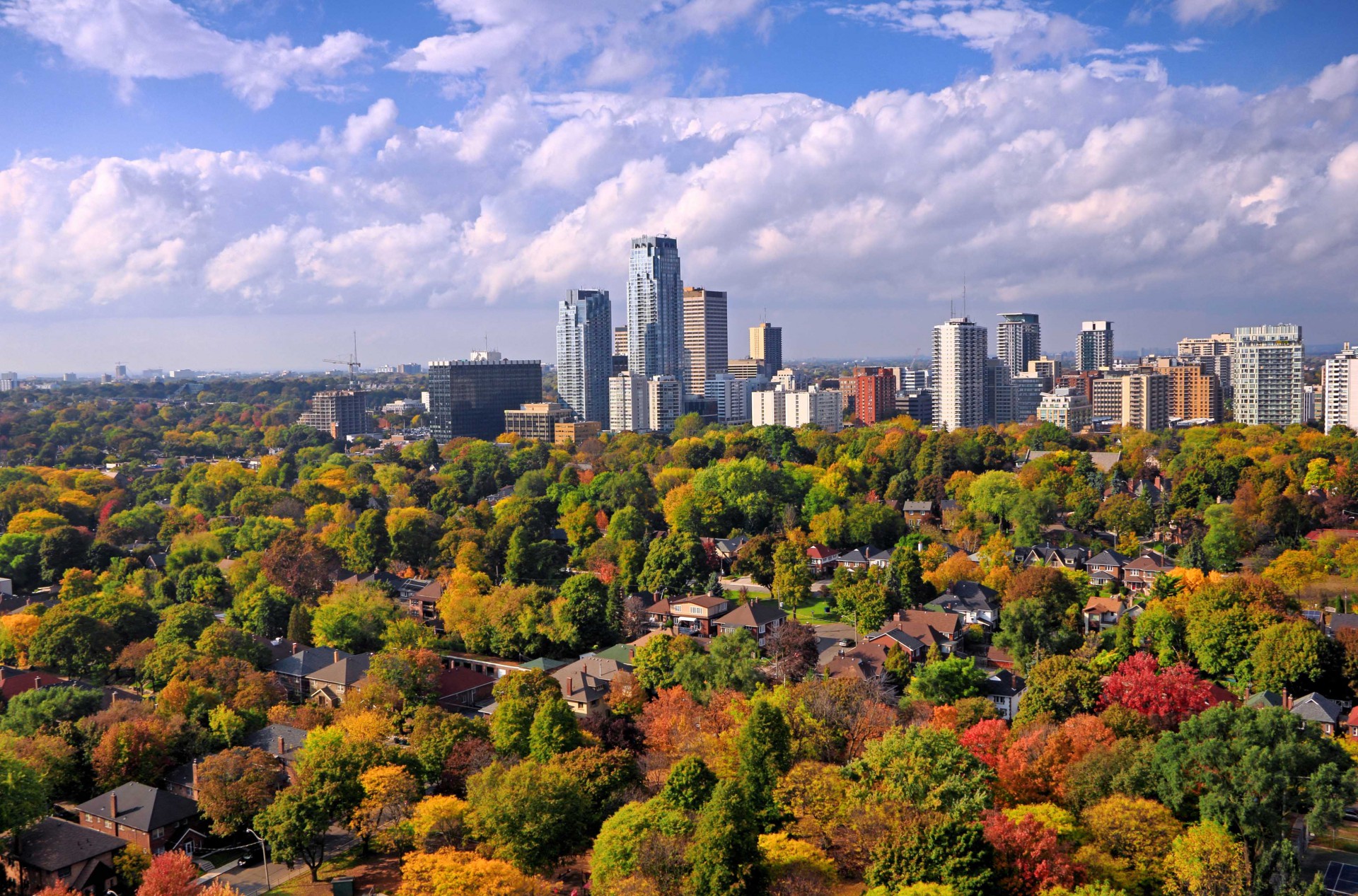 Skyline with trees and highrise buildings